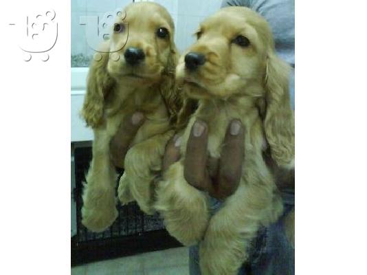 PoulaTo: Cocker spaniel  Κόκερ Σπάνιελ